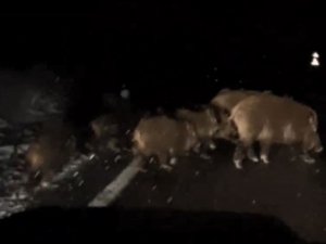 Köye giderken gece önüne çıkan domuz sürünü görüntüledi