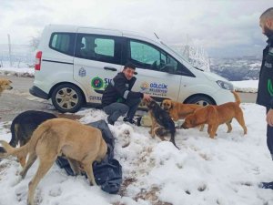 Gölcük’te hayvanlara mama desteği