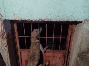 Kafası demir korkuluklara sıkışan köpek kurtarıldı