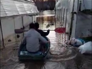 Üreticiler, sular altında kalan seraları için kürek çekti