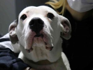 Yasaklı köpek ırklarının kayıt altına alınması için son gün