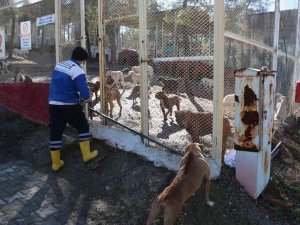 Kahramanmaraş’ta 80’in üzerinde yasaklı ırk köpek toplandı