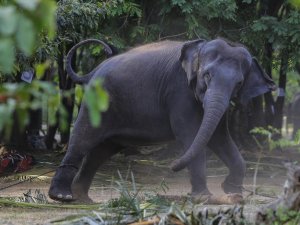 Sri Lanka’da plastik atıkları yutan 2 fil daha öldü