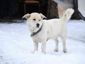 Kestel’de kartpostallık kar manzaraları