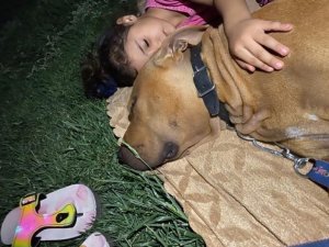 Pitbull saldırısında yaralanan Asiye’ye bir operasyon daha
