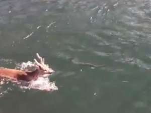 Baraj gölünde yüzen karaca görenleri şaşırttı