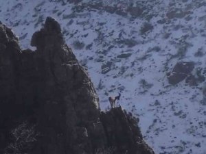 Şırnak’ın Cudi Dağında avcılığın önüne geçildi, dağ keçilerinin sayıları arttı