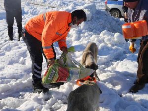 Varto’da sokak hayvanları için beslenme alanları oluşturuldu