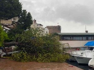 Sinop’ta fırtına ağaç yıktı