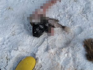 Şehre inen aç kurtlar köpeği parçaladı
