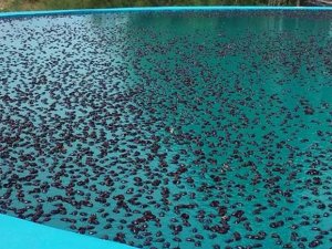 Arjantin’de gergedan böceği istilası