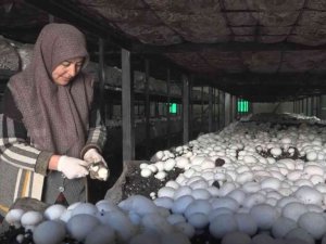 Yüzde 70 hibeyle mantar çiftliği kurarak kendi işinin patronu oldu