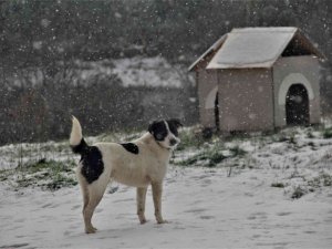 Sahibinden şiddet görmüştü artık yeni evi burası