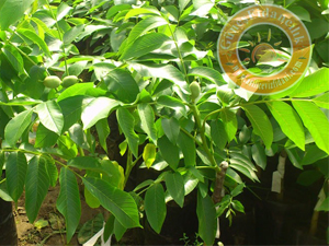 Ceviz fidanı yetiştiriciliğinde güvenilir adres