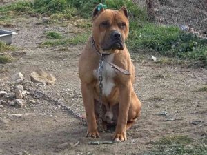 Aydın’da 537 adet ’tehlike arz eden köpek’ kayıt altına alındı