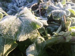 Aydın’da zirai don bekleniyor