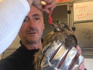 Soğuk hava şahini de vurdu