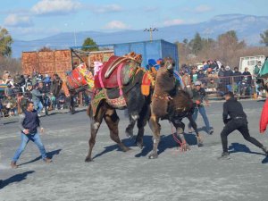 Didim’deki deve güreşleri renkli görüntülere sahne oldu