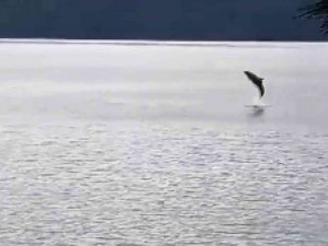 Gökova Körfezinde Yunus balıklarından görsel şölen