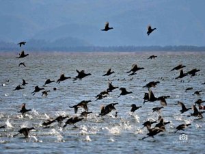 Köyceğiz Gölü’ne akın eden sakarmeke kuşları renkli görüntüler oluşturdu