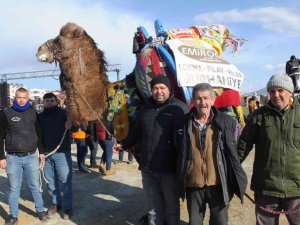 Güreş develerine reklam alıyorlar