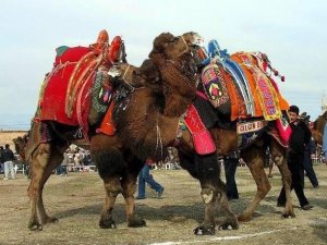 Bu da icradan satılık güreş devesi, yarı fiyatına satılacak