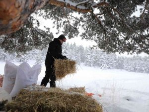 Bakan Pakdemirli kışın besin bulamayan yaban hayvanları için doğaya yem bıraktı