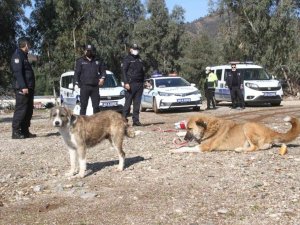 Polis ekipleri zorlu kış şartlarında sokak hayvanlarını unutmadı