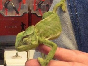 Donmaktan kurtardığı bukalemunu görenler şaşırıyor