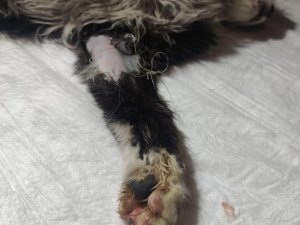 Ayağına olta iğnesi batan yaralı kedi kurtarıldı