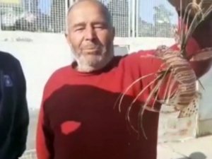 Zehirli Aslan Balığı Kuşadası’nda yakalandı