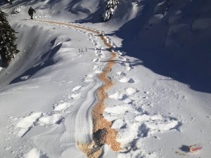 Aydın’da yaban hayvanları unutulmadı