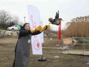 Bakan Pakdemirli göle ördek saldı
