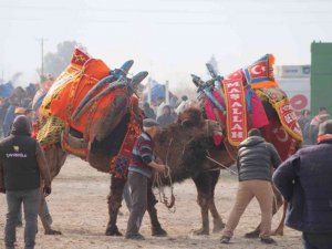 Efeler’de develer kıran kırana mücadele etti