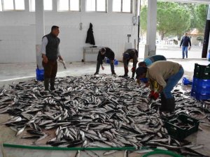 Muğla’nın Aralık ihracatı yüzde 7,7 arttı