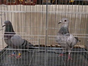 Nazilli’de Posta Güvercini Yarışmaları’nda kupalar sahiplerini buldu