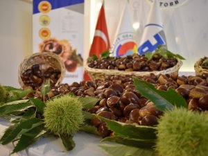 Aydın’da Kestane Çalıştayı için geri sayım başladı