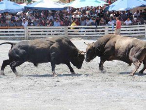 Aydın’da boğa güreşi takvimi belirlendi