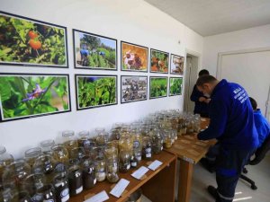 Yerel tohum dağıtımı başladı