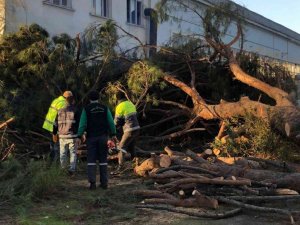 Nazilli’de budanan ağaçlar ihtiyaç sahibi ailelerin yuvalarını ısıtıyor