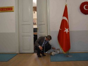 Erdek Kaymakamı Atasoy’dan kediye şefkat eli