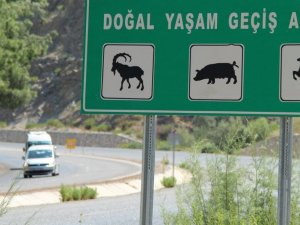 Söke-Milas karayolu yaban hayatını tehdit ediyor