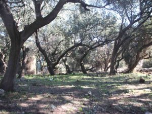 Belediye ekipleri, tarihi mezarlığın çehresini değiştirdi