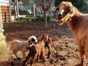 Aydın’da bir keçi iki oğlak, bir kuzu doğurdu