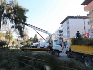 Efeler’de budama çalışmaları devam ediyor