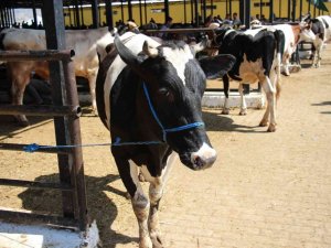 Aydın’da büyükbaş ve küçükbaş hayvan sayıları arttı