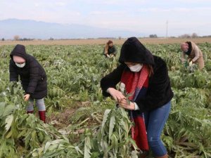 Efeler’in enginarlarına özenli bakım