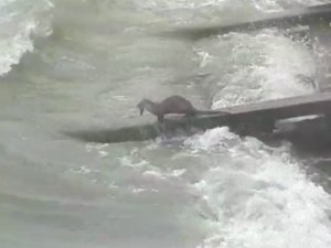 Kuşadası sahillerinde tatlı su samuru görüldü