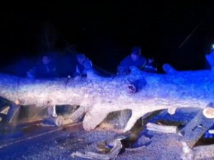 Bodrum’da yıkılan ağaçlar yolları kapattı