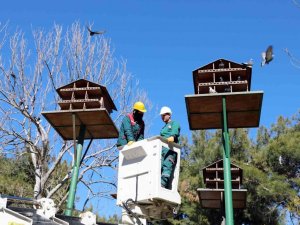 Kuş yuvalarına hassas bakım